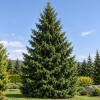 Smrča (Picea Abies)