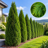 Tuja Smaragd Thuja occidentalis