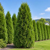 Tuja Brabant (Thuja occidentalis 'Brabant')