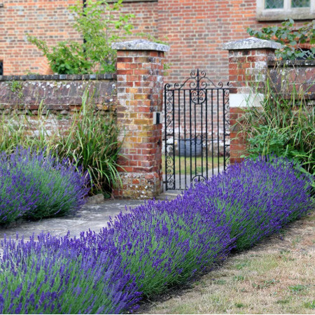 Lavenda (Lavandula angustifolia)