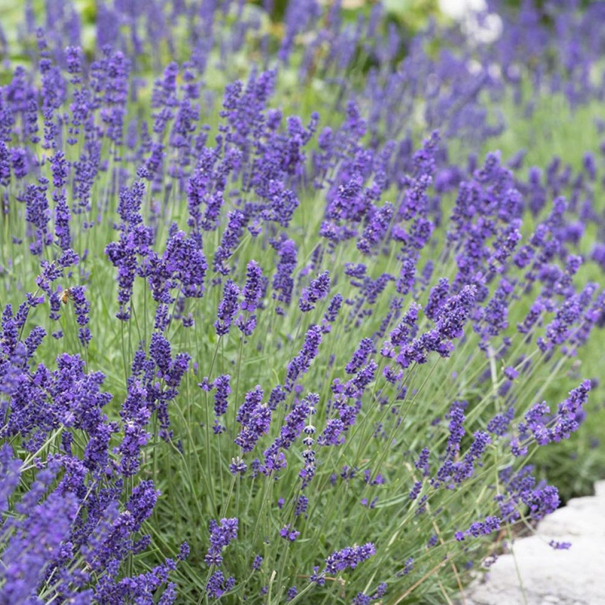 Lavenda (Lavandula angustifolia)