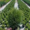 Tuja "Tiny Tim" (Thuja occidentalis 'Tiny Tim')