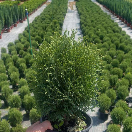 Tuja "Tiny Tim" (Thuja occidentalis 'Tiny Tim')