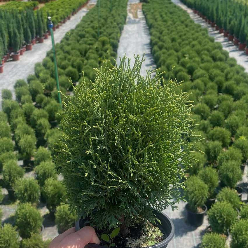 Tuja "Tiny Tim" (Thuja occidentalis 'Tiny Tim')