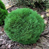 Tuja "Tiny Tim" (Thuja occidentalis 'Tiny Tim')