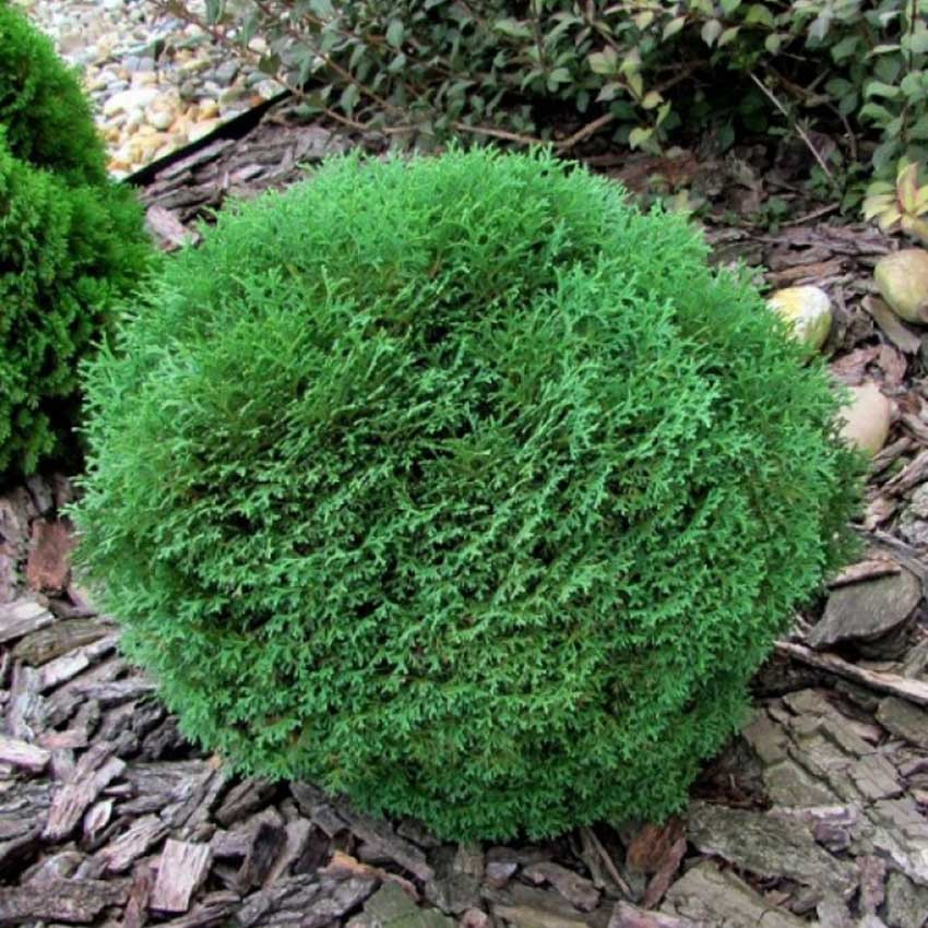 Tuja "Tiny Tim" (Thuja occidentalis 'Tiny Tim')
