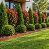 Tuja "Tiny Tim" (Thuja occidentalis 'Tiny Tim')