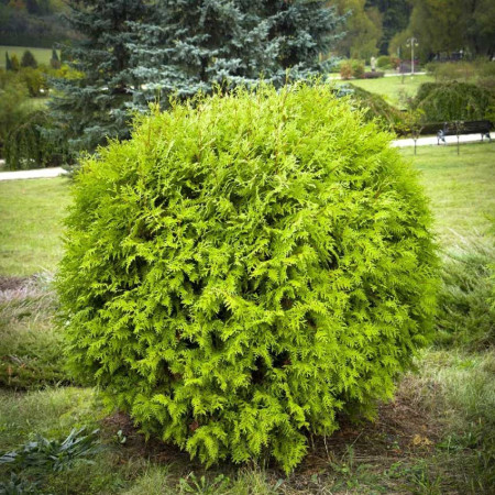 Tuja "Danica" (Thuja occidentalis 'Danica')