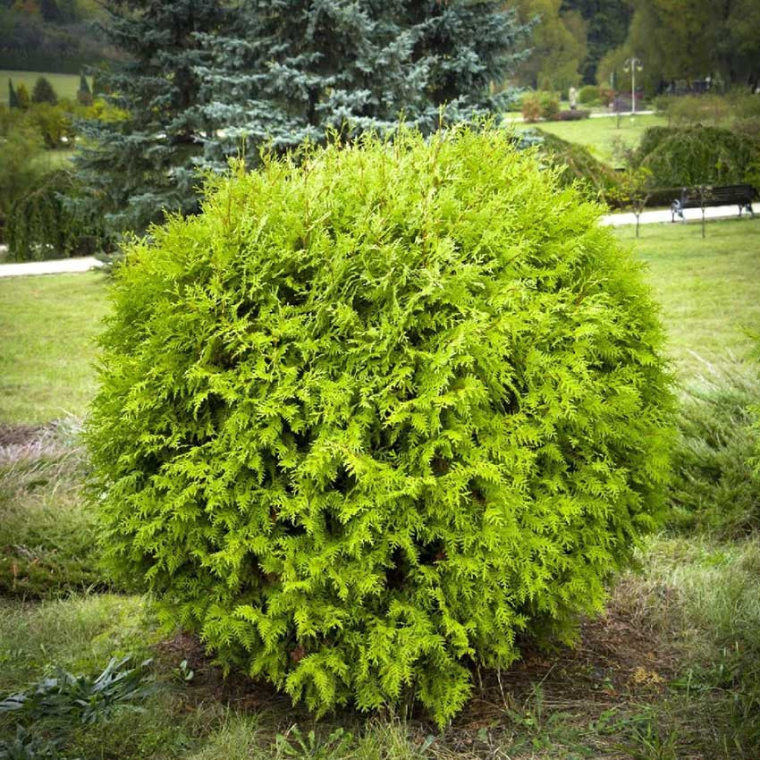 Tuja "Danica" (Thuja occidentalis 'Danica')