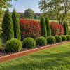 Tuja "Tiny Tim" (Thuja occidentalis 'Tiny Tim')
