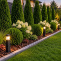 Tuja "Danica" (Thuja occidentalis 'Danica')