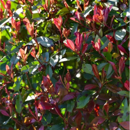Photinia fraseri 'Red Robin'