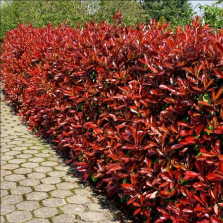 Photinia fraseri 'Red Robin'