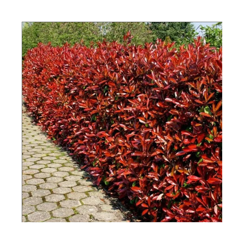 Photinia fraseri 'Red Robin'