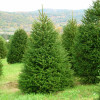 Smrča (Picea Abies)