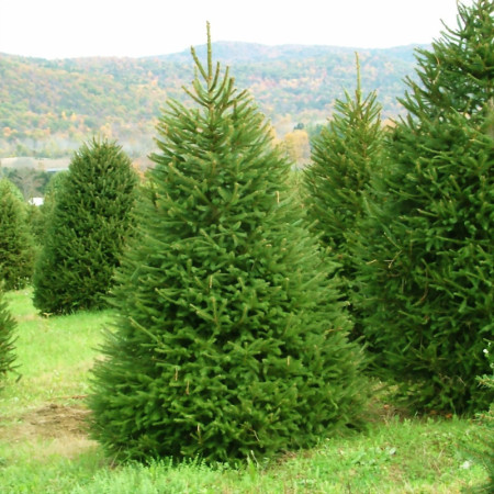 Smrča (Picea Abies)