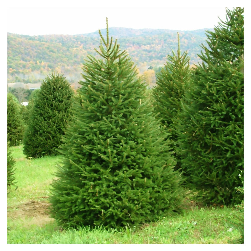 Smrča (Picea Abies)