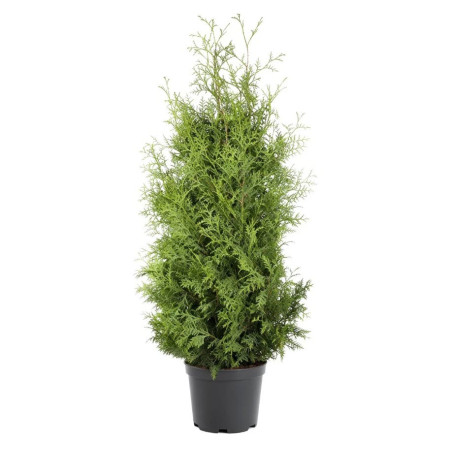 Tuja Smaragd Thuja occidentalis