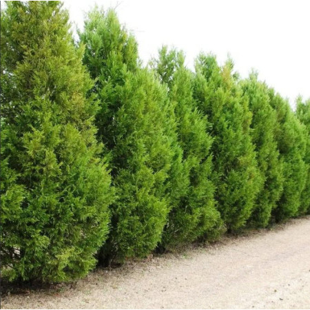 Lejlandi čempres ( Cuprocyparis leylandii)
