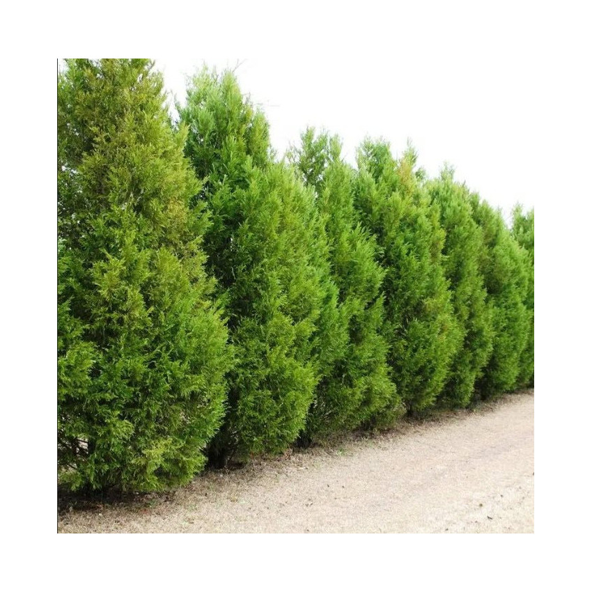 Lejlandi čempres ( Cuprocyparis leylandii)