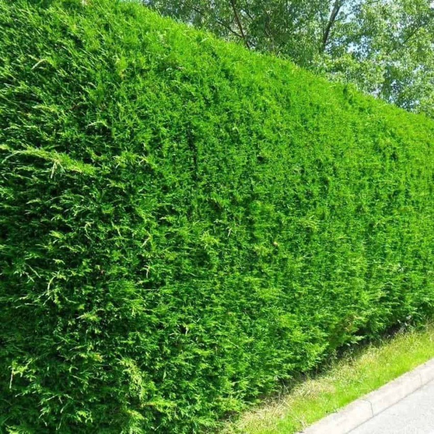 Lejlandi čempres ( Cuprocyparis leylandii)