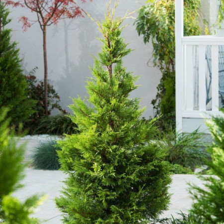 Lejlandi čempres ( Cuprocyparis leylandii)