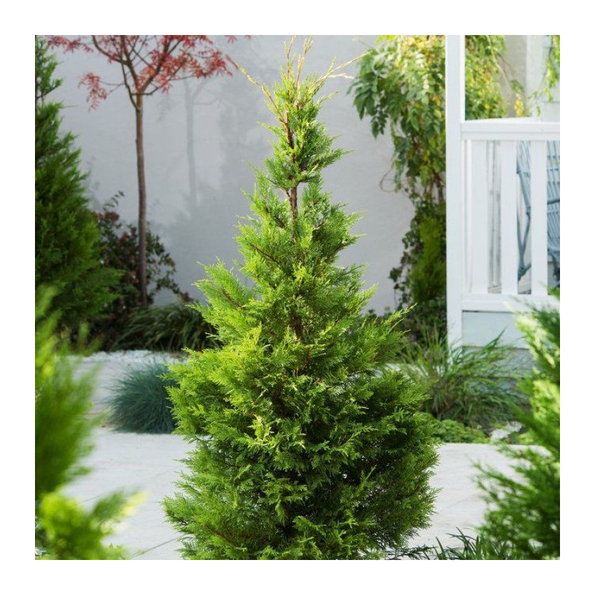 Lejlandi čempres ( Cuprocyparis leylandii)