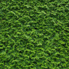 Tuja Brabant (Thuja occidentalis 'Brabant')