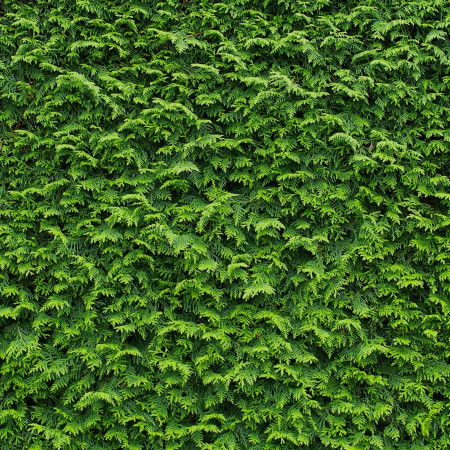 Tuja Brabant (Thuja occidentalis 'Brabant')