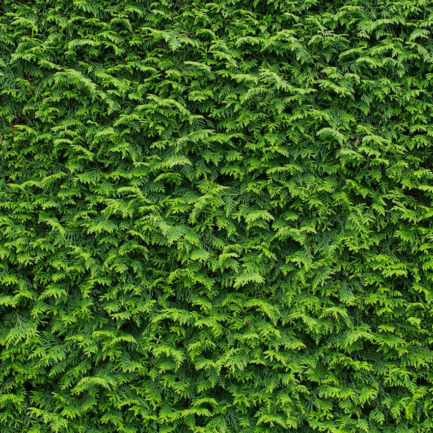 Tuja Brabant (Thuja occidentalis 'Brabant')