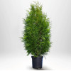 Tuja Brabant (Thuja occidentalis 'Brabant')