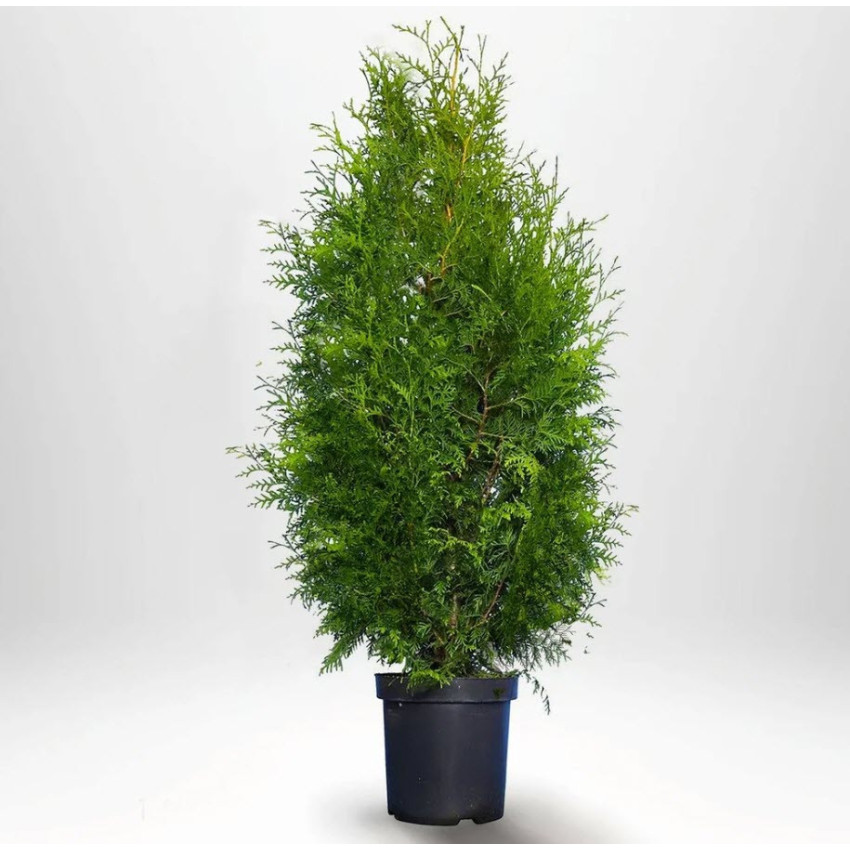 Tuja Brabant (Thuja occidentalis 'Brabant')