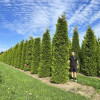Tuja Brabant (Thuja occidentalis 'Brabant')
