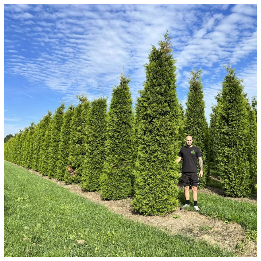 Tuja Brabant (Thuja occidentalis 'Brabant')