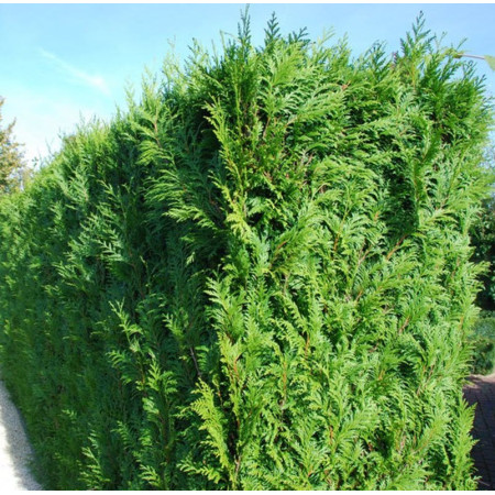 Tuja Brabant (Thuja occidentalis 'Brabant')
