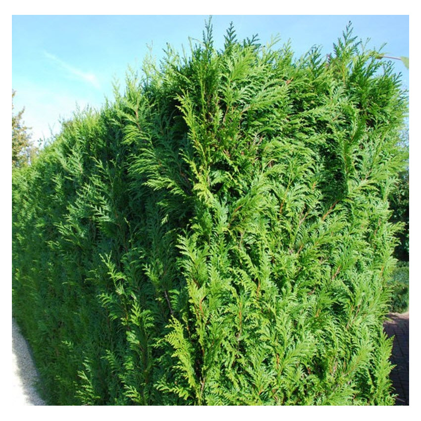 Tuja Brabant (Thuja occidentalis 'Brabant')