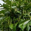 Lovor višnja (Prunus laurocerasus)
