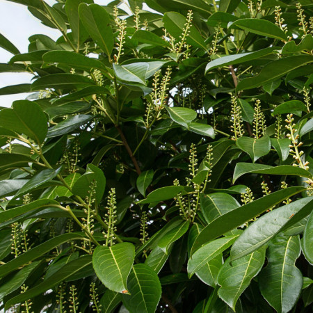 Lovor višnja (Prunus laurocerasus)