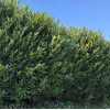 Lovor višnja (Prunus laurocerasus)