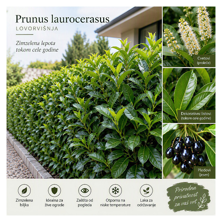 Lovor višnja (Prunus laurocerasus)