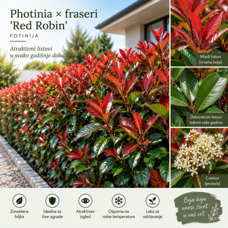 Photinia fraseri 'Red Robin'